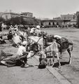 Cairo donkey boys with donkeys. egypt. 1900-1920.jpg