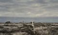 Thumbnail for version as of 13:37, 21 September 2019